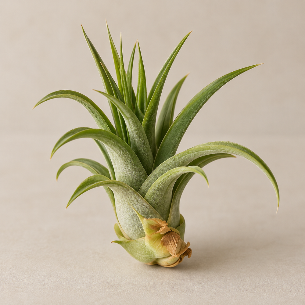 Plant Lovers Gift Bundle